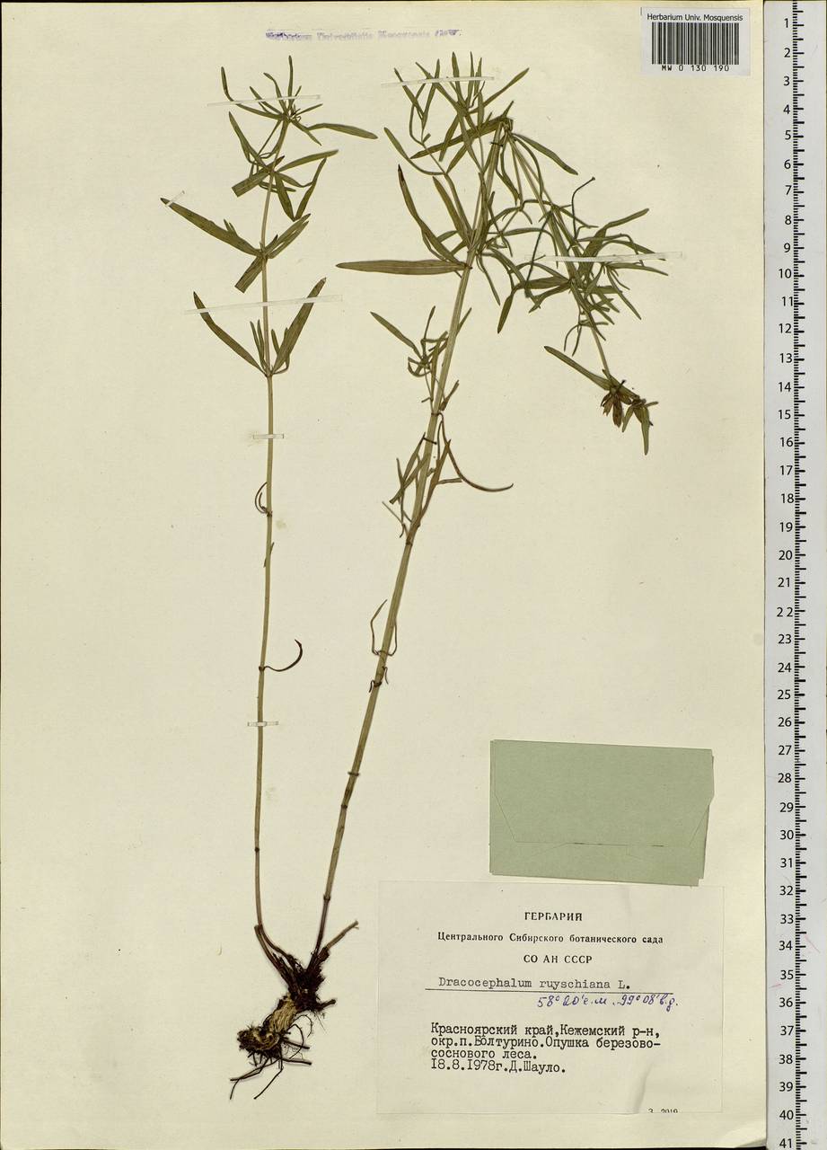 Dracocephalum ruyschiana L., Siberia, Central Siberia (S3) (Russia)
