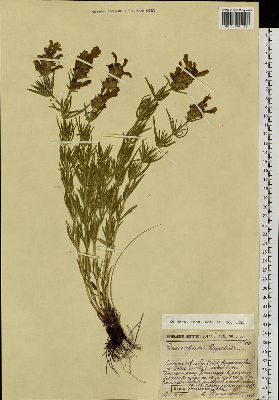 Dracocephalum ruyschiana L., Siberia, Western (Kazakhstan) Altai Mountains (S2a) (Kazakhstan)