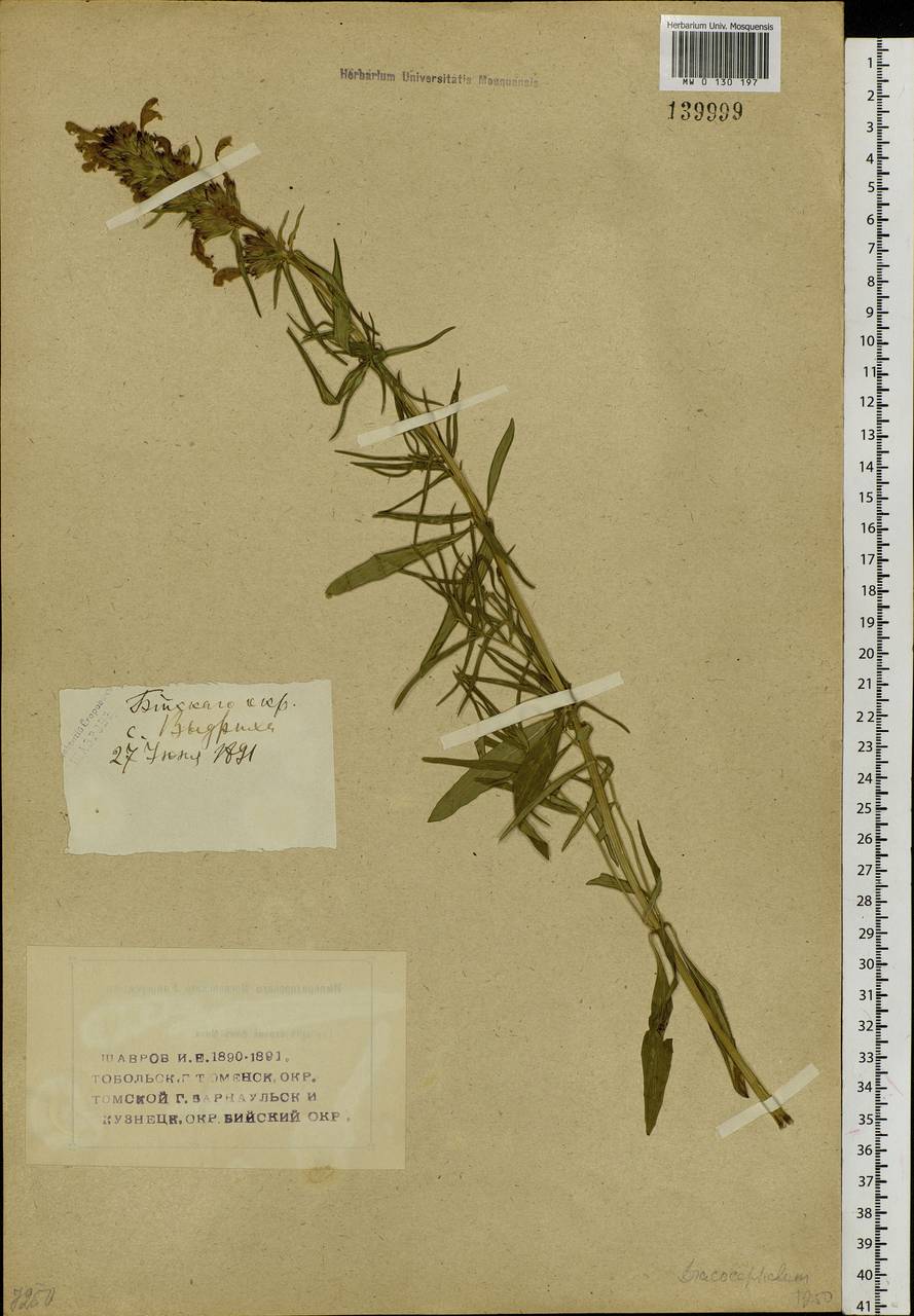 Dracocephalum ruyschiana L., Siberia, Western (Kazakhstan) Altai Mountains (S2a) (Kazakhstan)