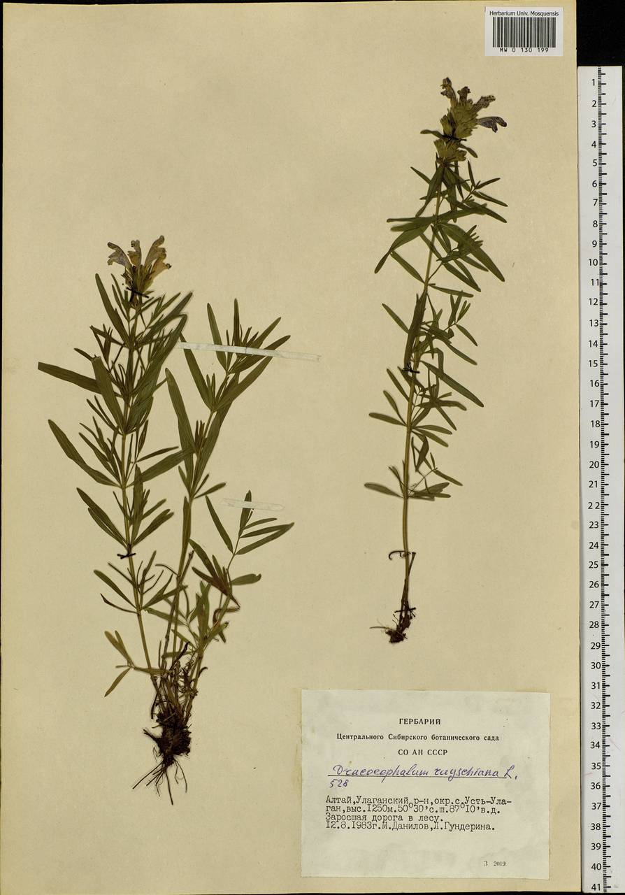 Dracocephalum ruyschiana L., Siberia, Altai & Sayany Mountains (S2) (Russia)