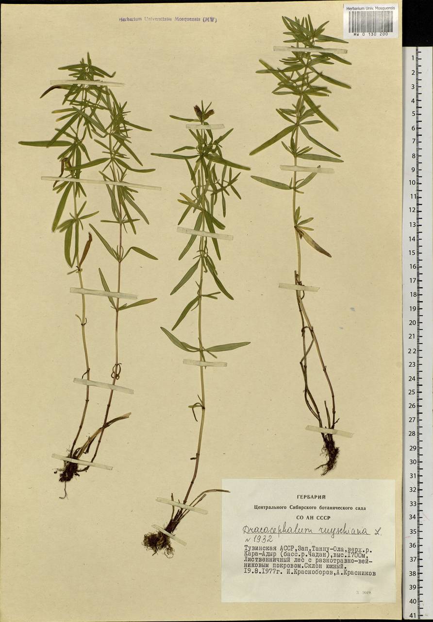 Dracocephalum ruyschiana L., Siberia, Altai & Sayany Mountains (S2) (Russia)