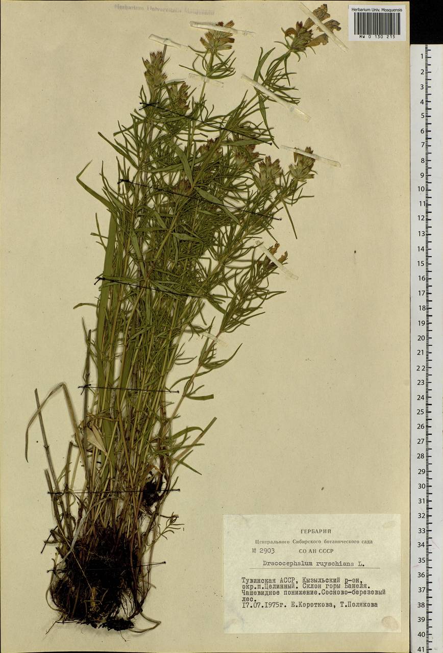 Dracocephalum ruyschiana L., Siberia, Altai & Sayany Mountains (S2) (Russia)