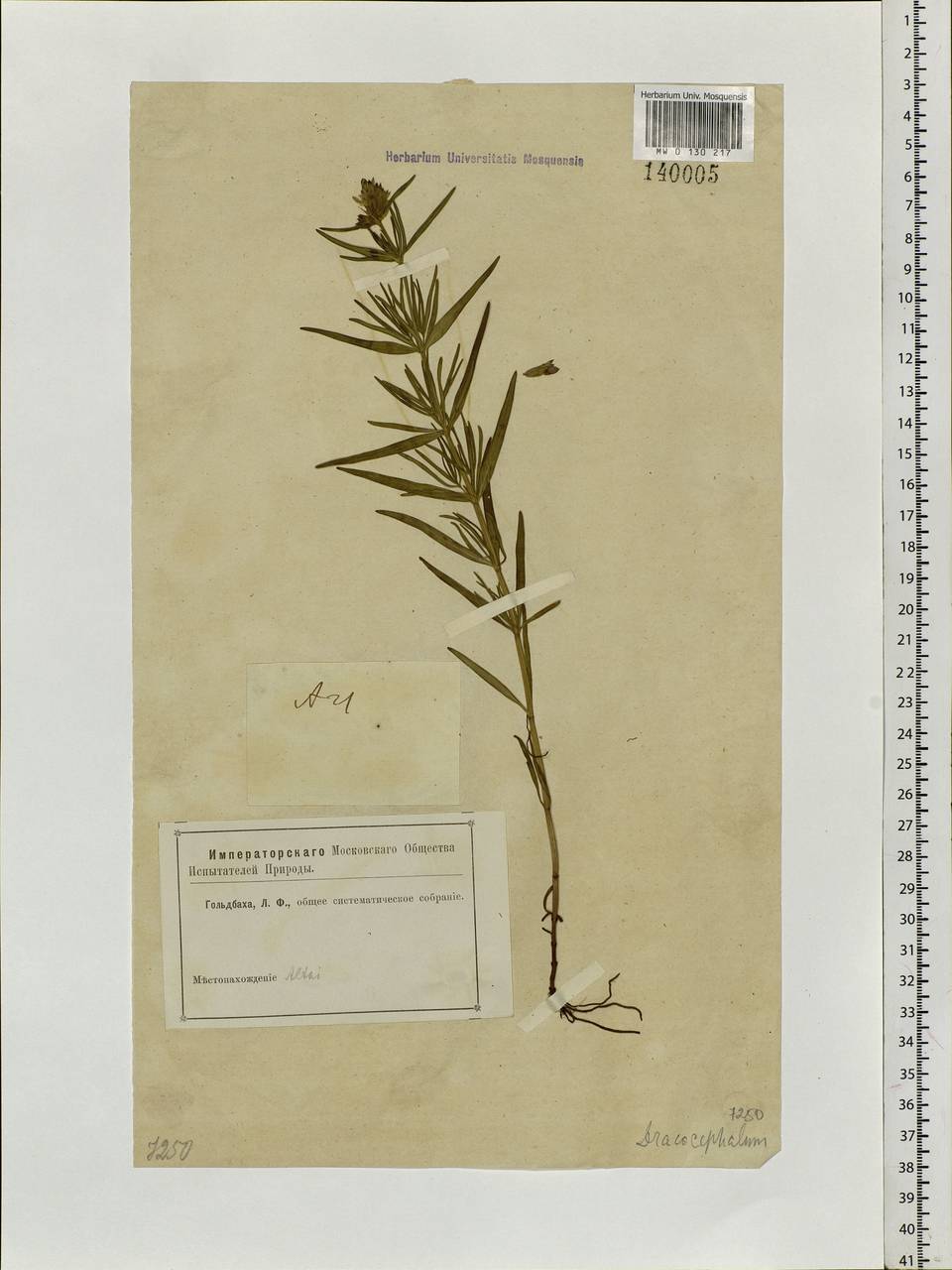 Dracocephalum ruyschiana L., Siberia, Altai & Sayany Mountains (S2) (Russia)