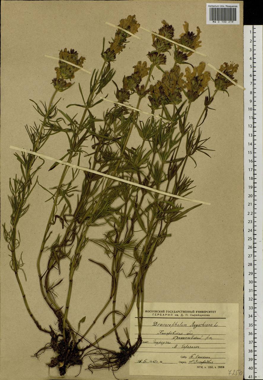 Dracocephalum ruyschiana L., Siberia, Altai & Sayany Mountains (S2) (Russia)