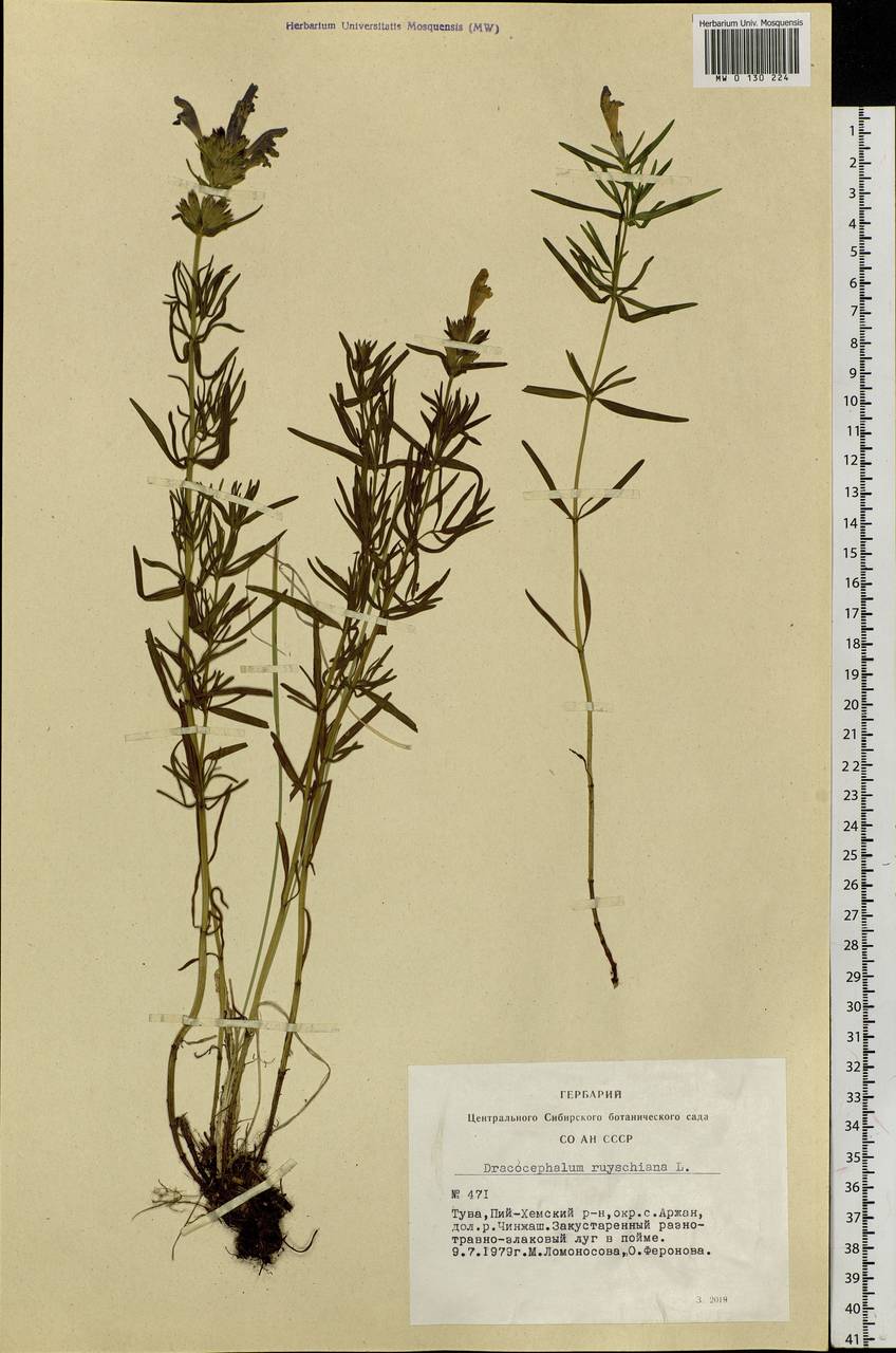 Dracocephalum ruyschiana L., Siberia, Altai & Sayany Mountains (S2) (Russia)