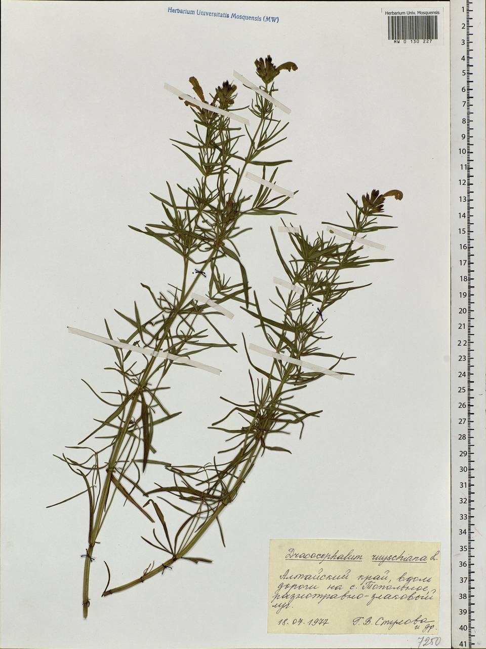 Dracocephalum ruyschiana L., Siberia, Altai & Sayany Mountains (S2) (Russia)