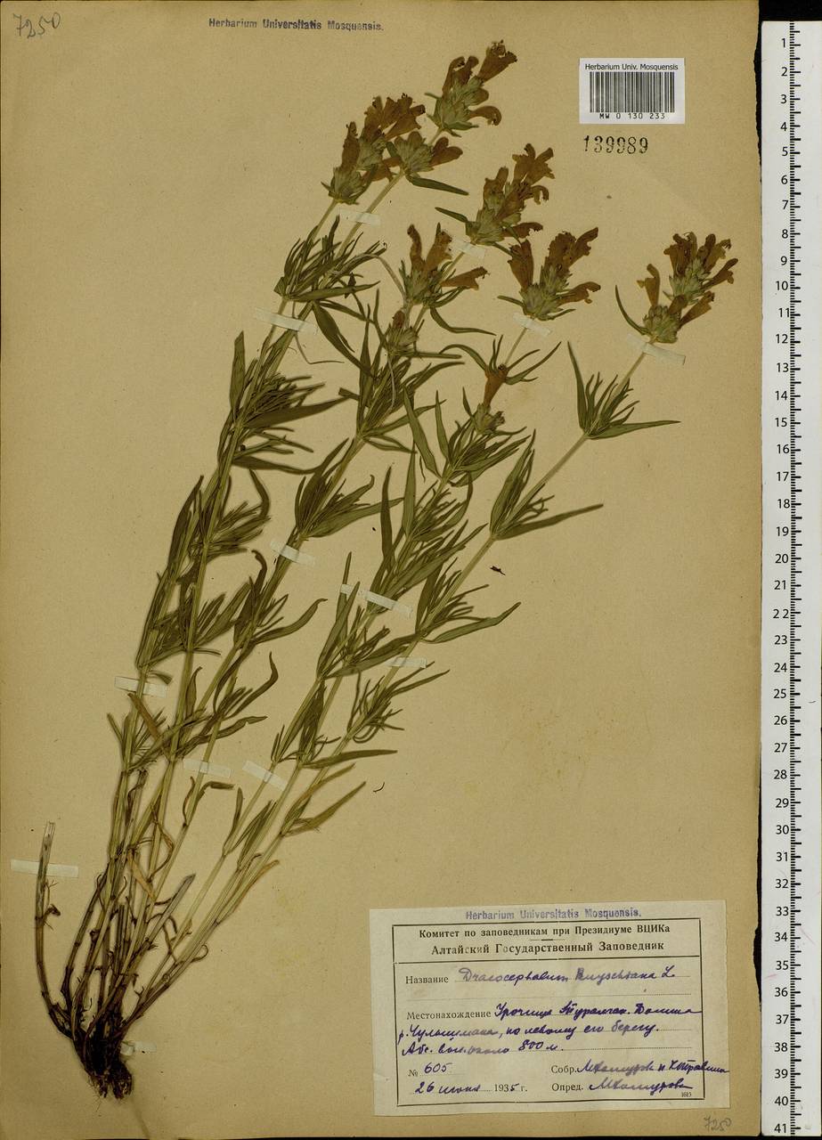 Dracocephalum ruyschiana L., Siberia, Altai & Sayany Mountains (S2) (Russia)