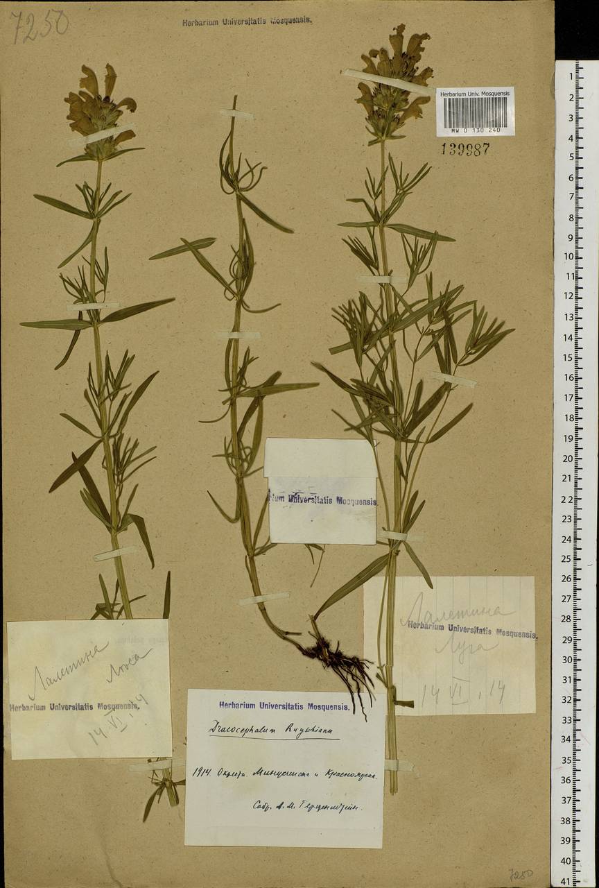Dracocephalum ruyschiana L., Siberia, Central Siberia (S3) (Russia)
