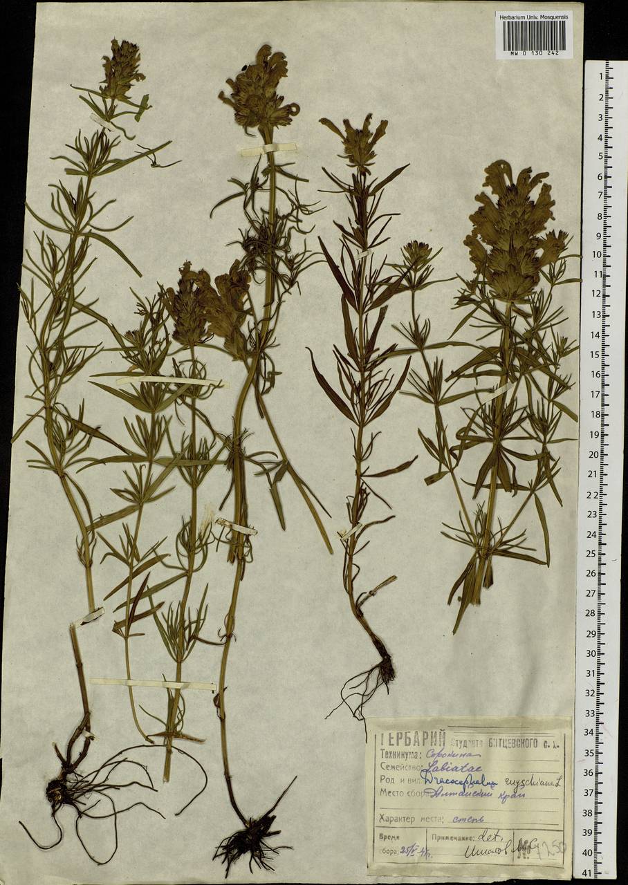 Dracocephalum ruyschiana L., Siberia, Altai & Sayany Mountains (S2) (Russia)