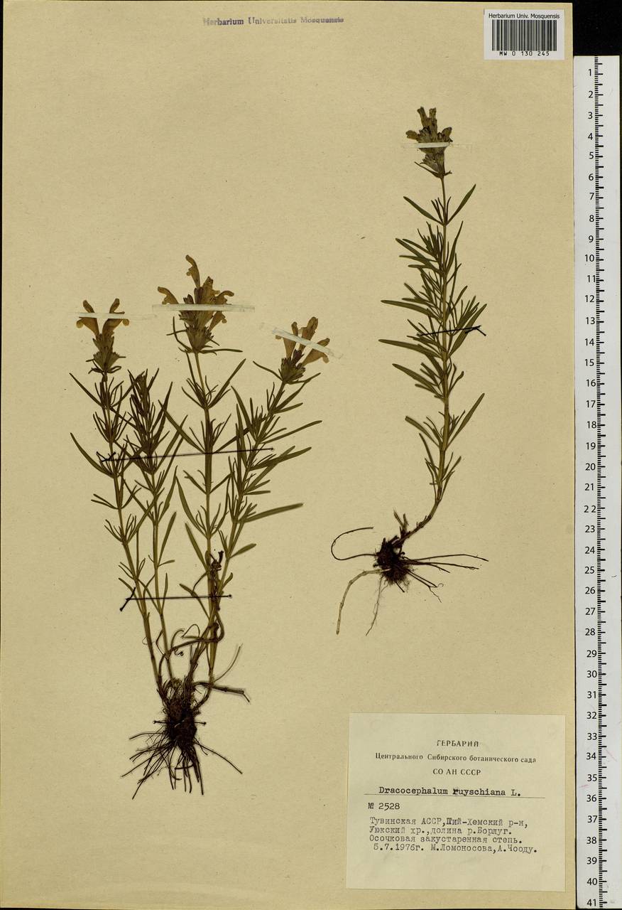 Dracocephalum ruyschiana L., Siberia, Altai & Sayany Mountains (S2) (Russia)
