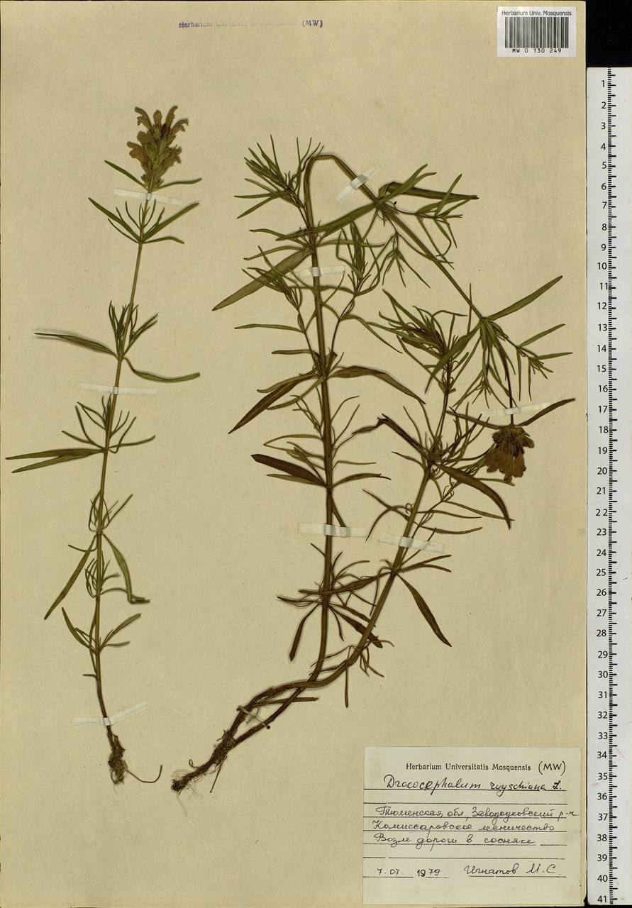 Dracocephalum ruyschiana L., Siberia, Western Siberia (S1) (Russia)