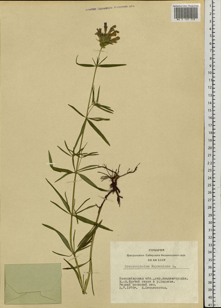 Dracocephalum ruyschiana L., Siberia, Western Siberia (S1) (Russia)
