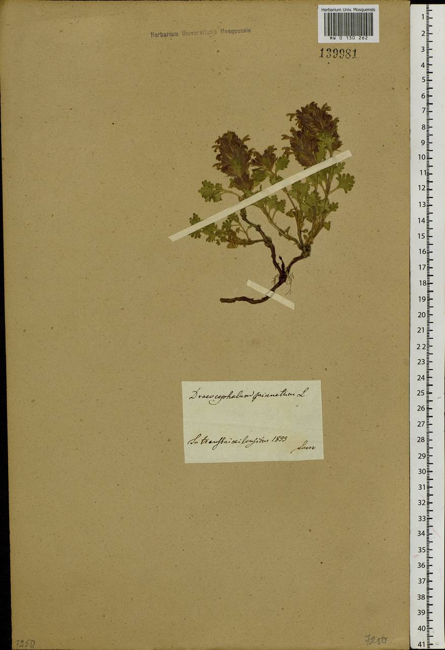 Dracocephalum pinnatum L., Siberia, Baikal & Transbaikal region (S4) (Russia)