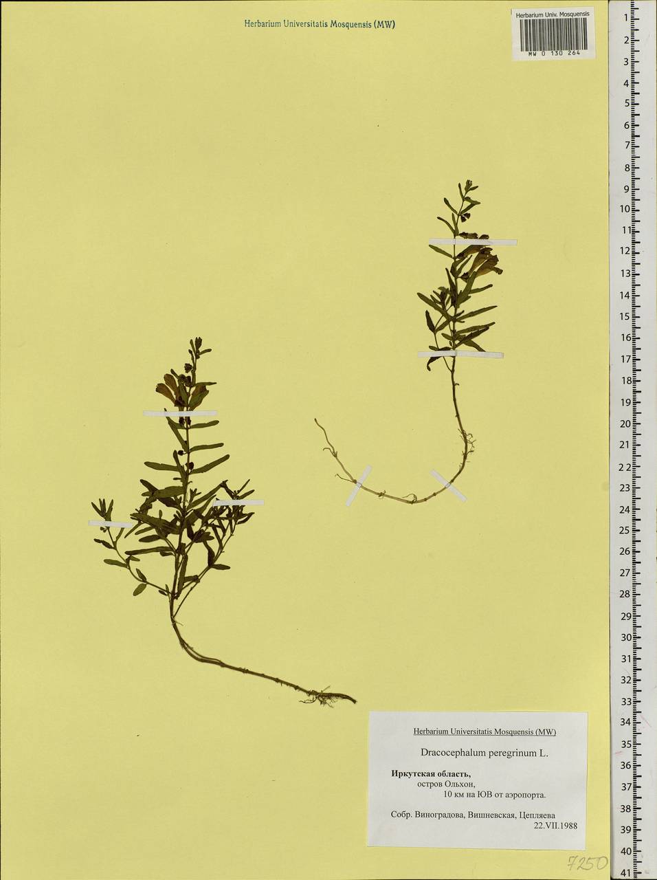 Dracocephalum peregrinum L., Siberia, Baikal & Transbaikal region (S4) (Russia)