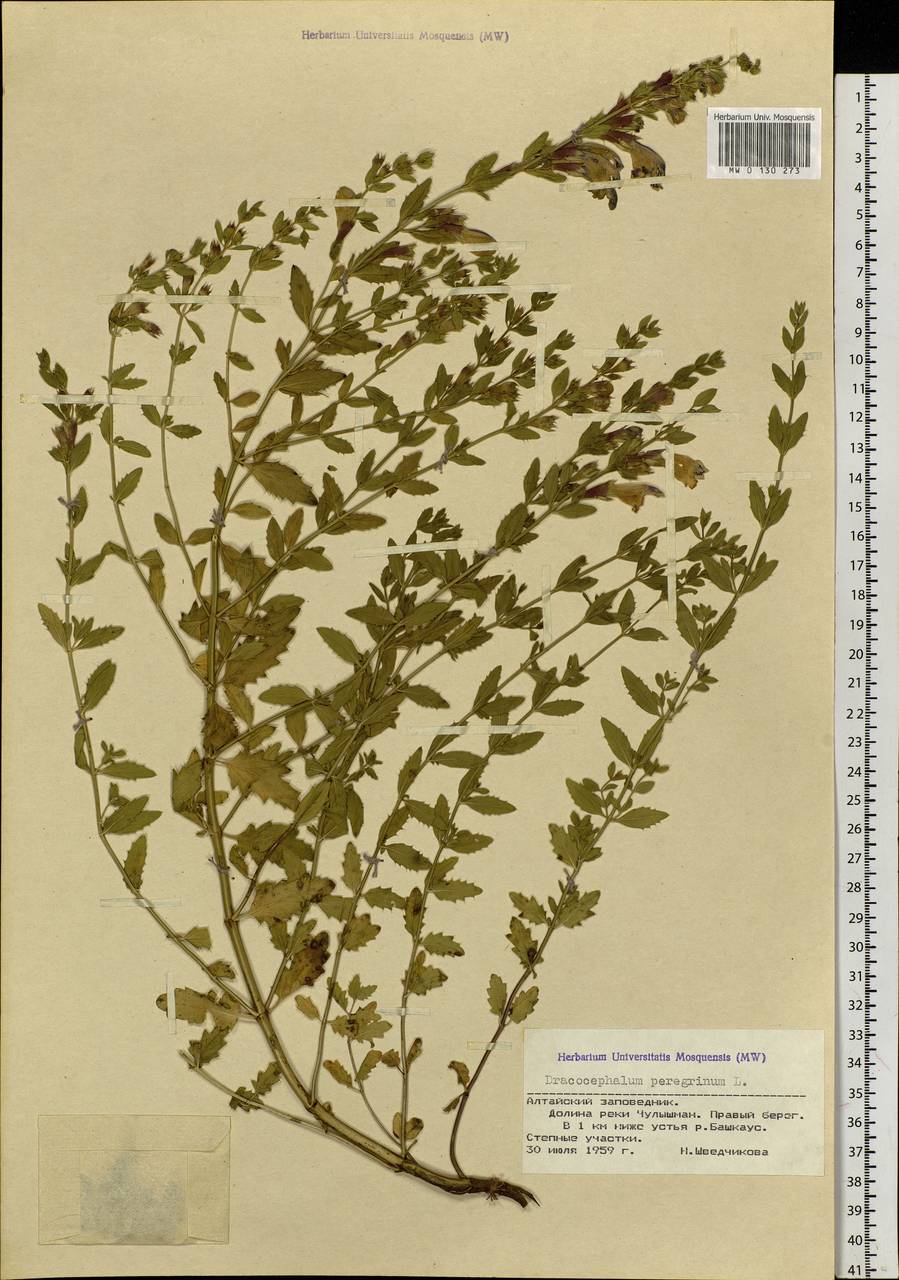 Dracocephalum peregrinum L., Siberia, Altai & Sayany Mountains (S2) (Russia)