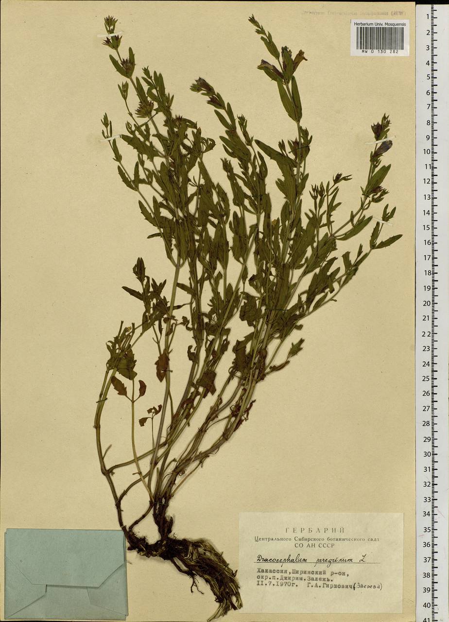Dracocephalum peregrinum L., Siberia, Altai & Sayany Mountains (S2) (Russia)