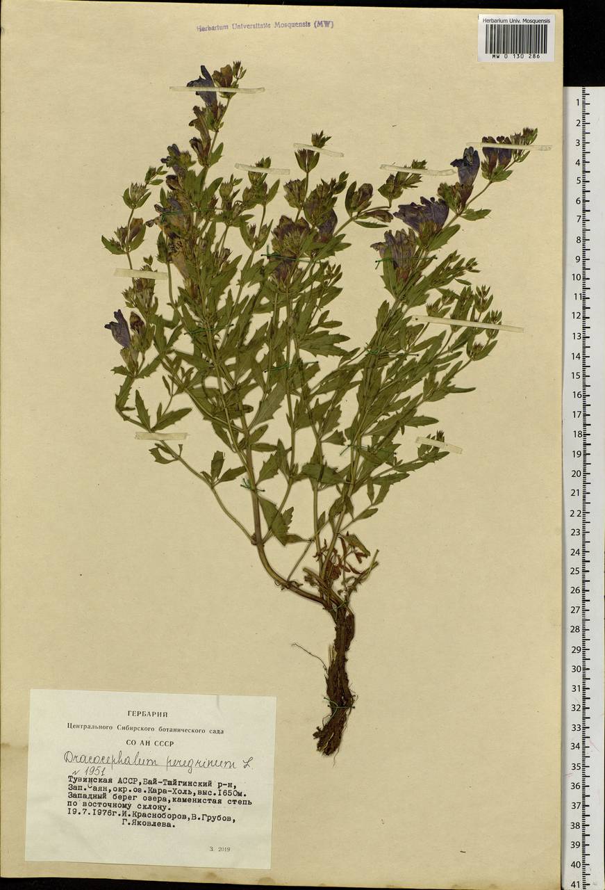 Dracocephalum peregrinum L., Siberia, Altai & Sayany Mountains (S2) (Russia)
