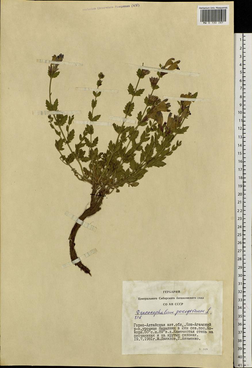 Dracocephalum peregrinum L., Siberia, Altai & Sayany Mountains (S2) (Russia)