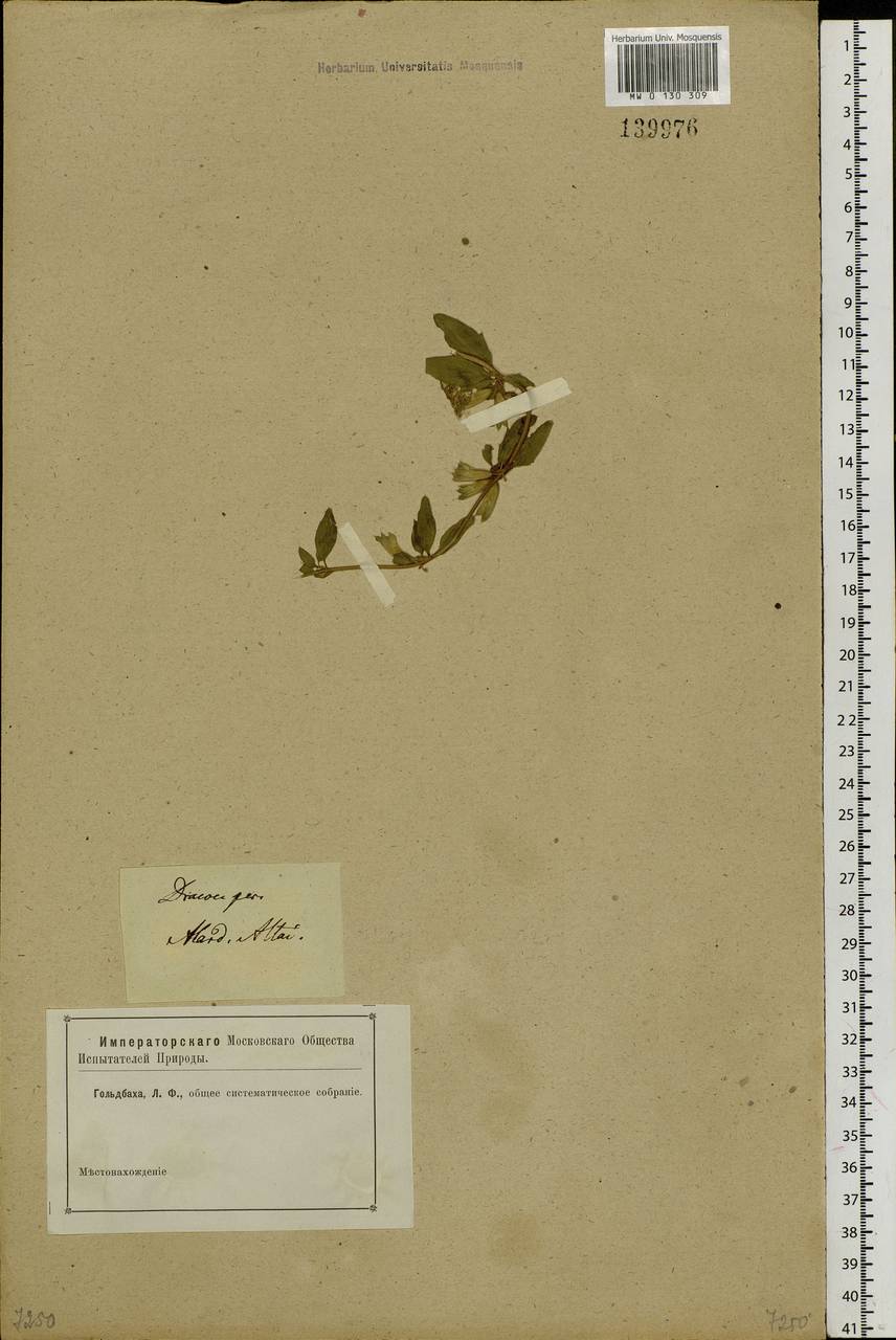 Dracocephalum peregrinum L., Siberia, Altai & Sayany Mountains (S2) (Russia)