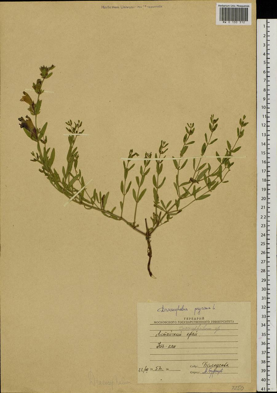 Dracocephalum peregrinum L., Siberia, Altai & Sayany Mountains (S2) (Russia)