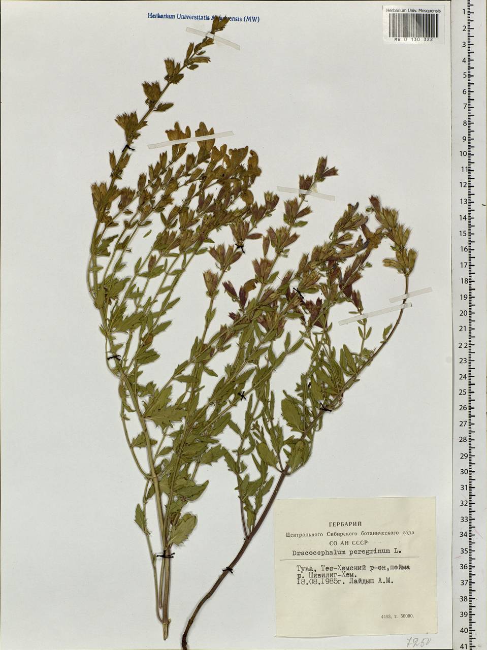Dracocephalum peregrinum L., Siberia, Altai & Sayany Mountains (S2) (Russia)