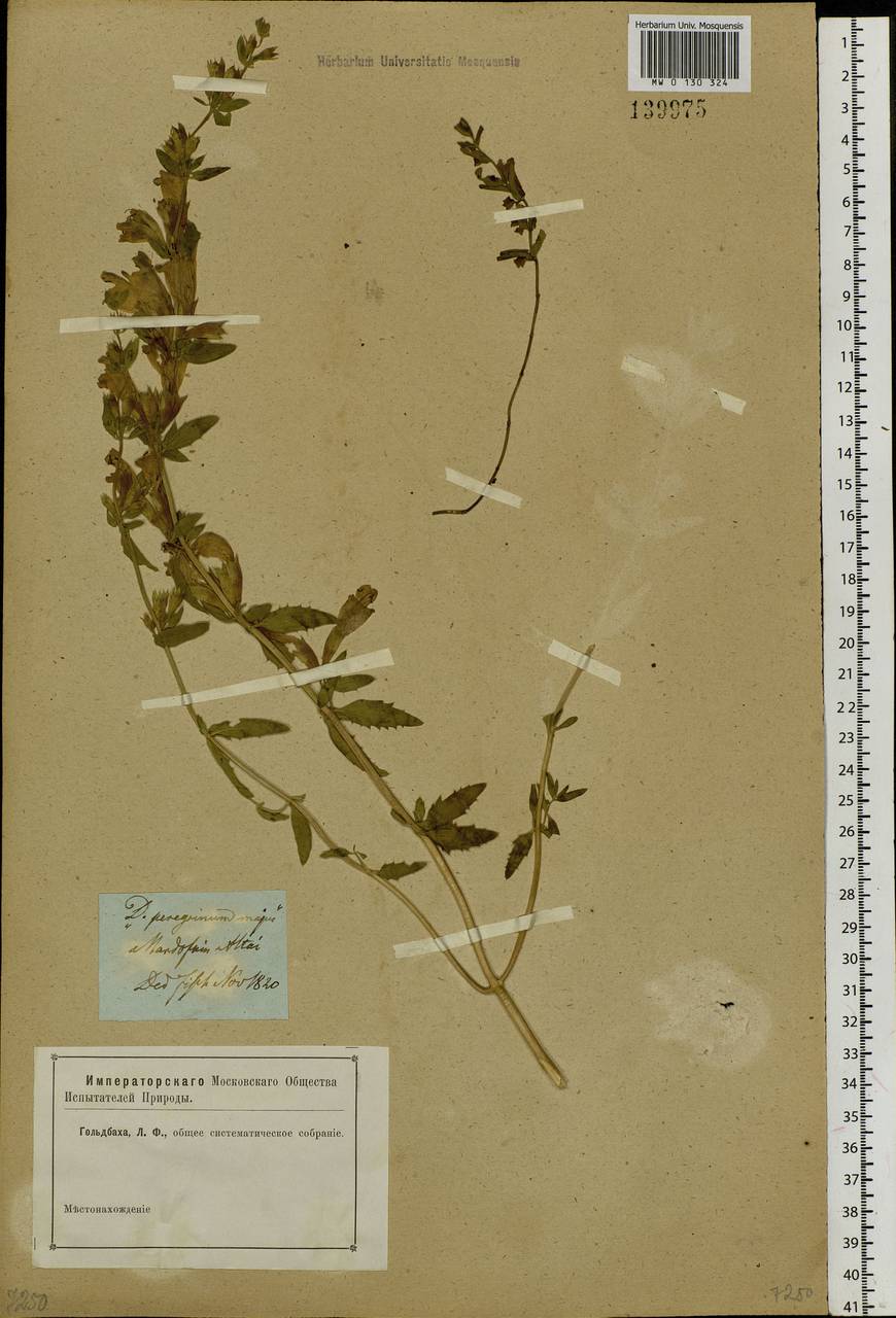 Dracocephalum peregrinum L., Siberia, Altai & Sayany Mountains (S2) (Russia)