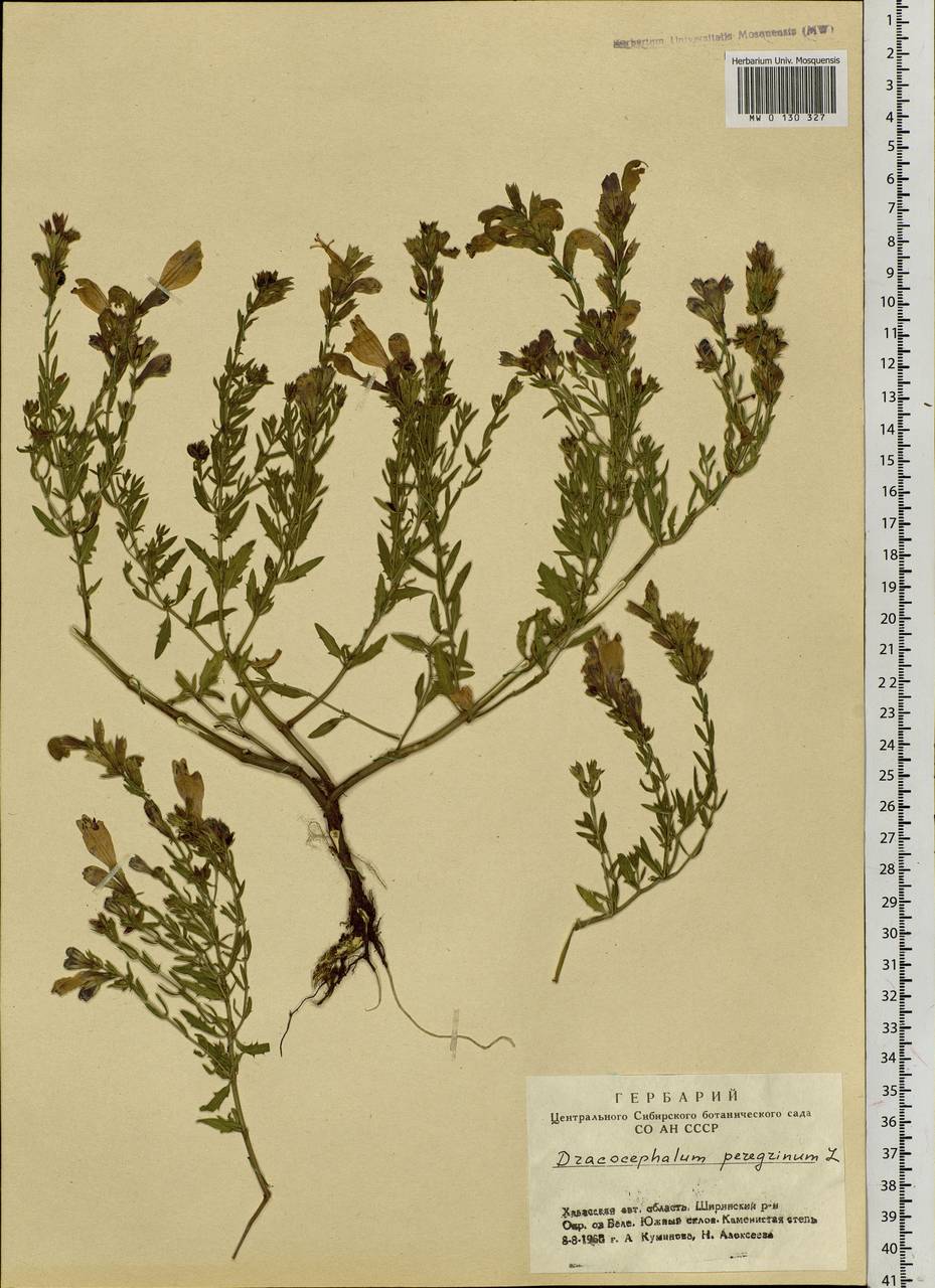Dracocephalum peregrinum L., Siberia, Altai & Sayany Mountains (S2) (Russia)