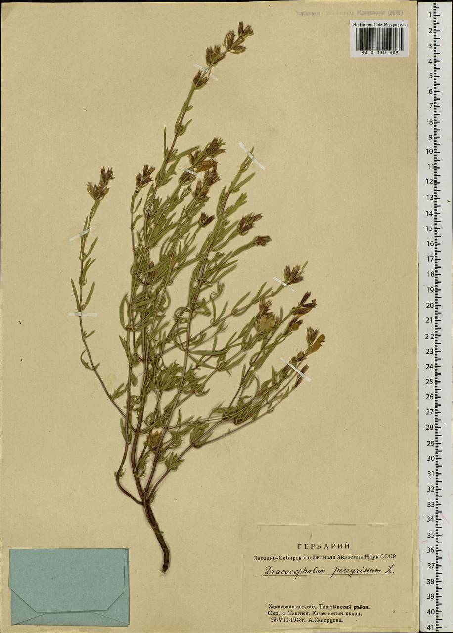 Dracocephalum peregrinum L., Siberia, Altai & Sayany Mountains (S2) (Russia)