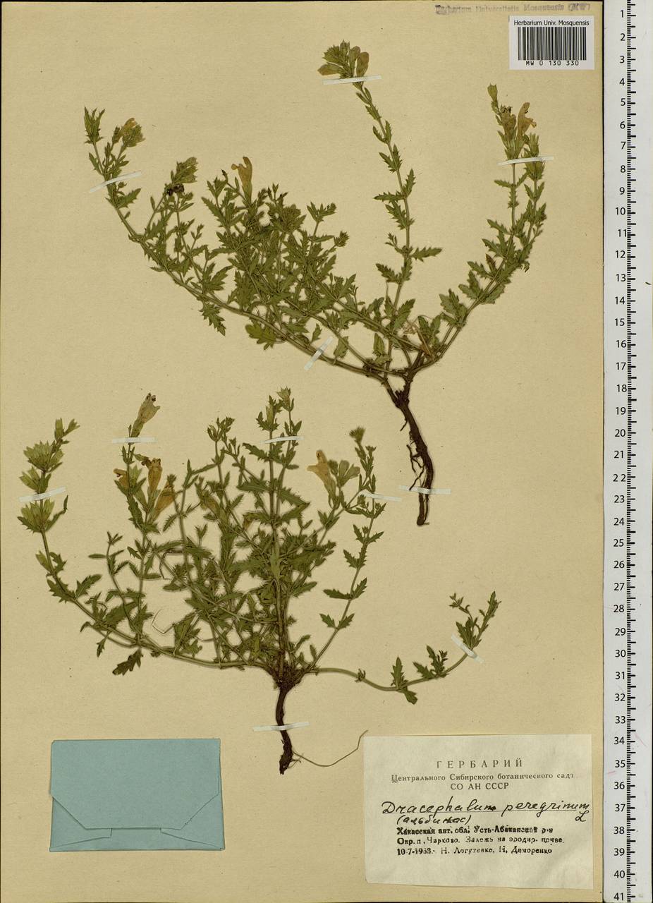 Dracocephalum peregrinum L., Siberia, Altai & Sayany Mountains (S2) (Russia)
