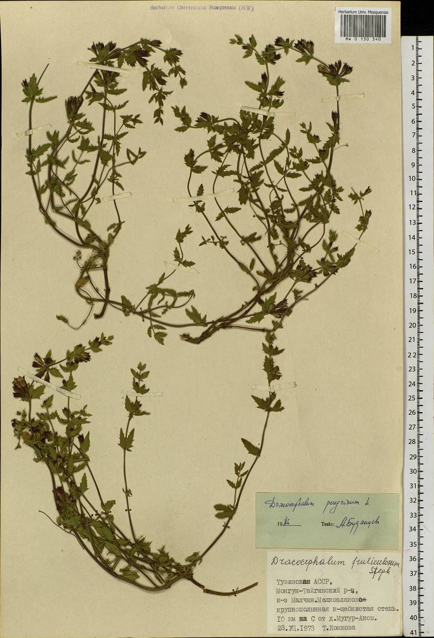 Dracocephalum peregrinum L., Siberia, Altai & Sayany Mountains (S2) (Russia)