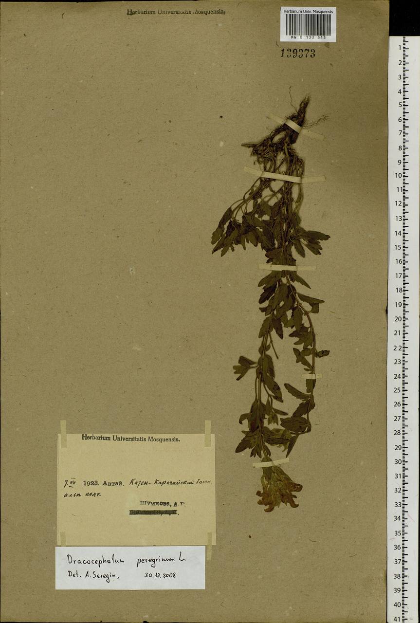 Dracocephalum peregrinum L., Siberia, Western (Kazakhstan) Altai Mountains (S2a) (Kazakhstan)