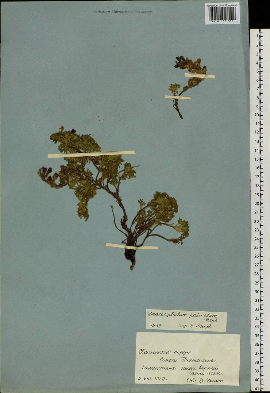 Dracocephalum palmatum Steph. ex Willd., Siberia, Yakutia (S5) (Russia)