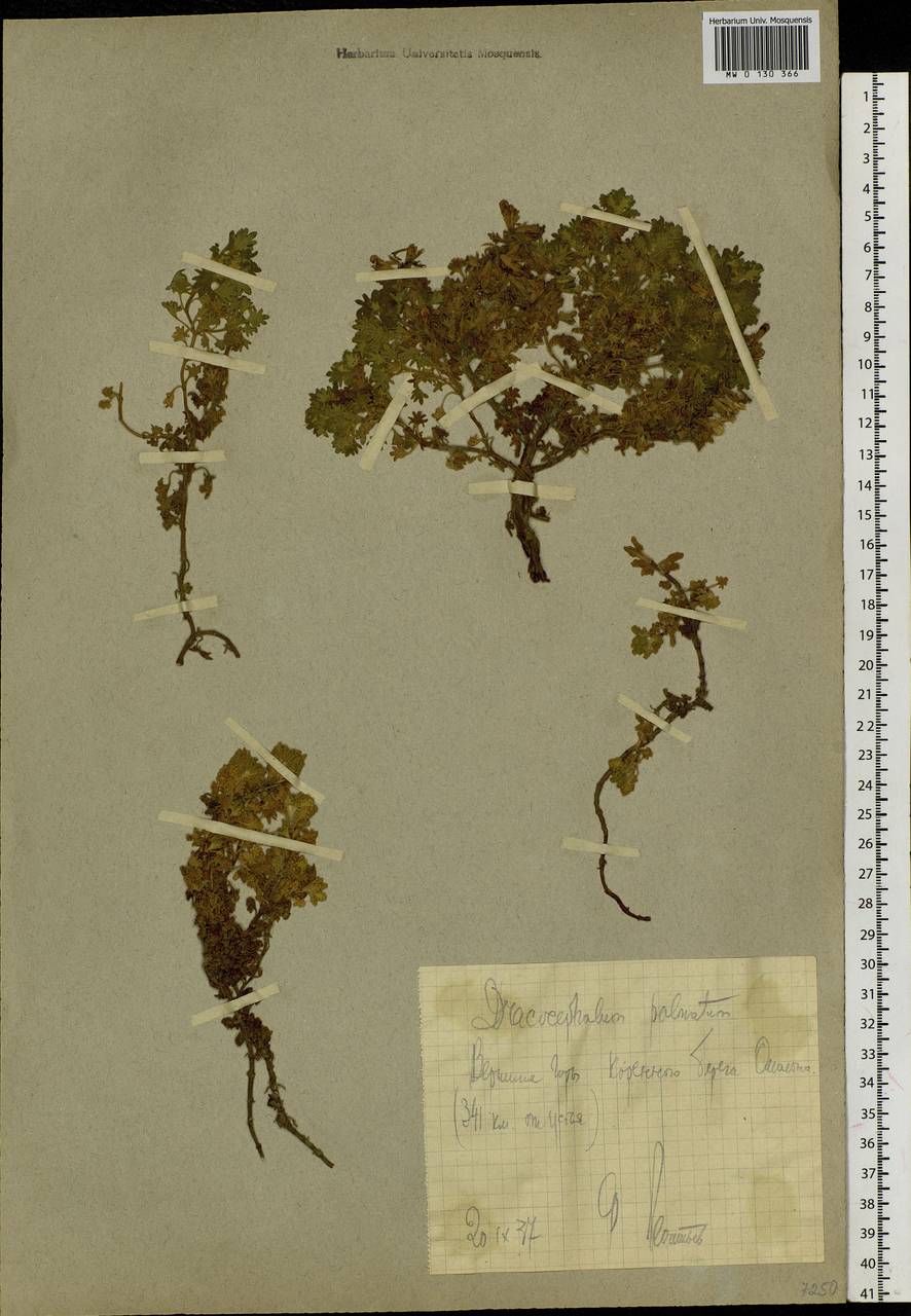 Dracocephalum palmatum Steph. ex Willd., Siberia, Chukotka & Kamchatka (S7) (Russia)