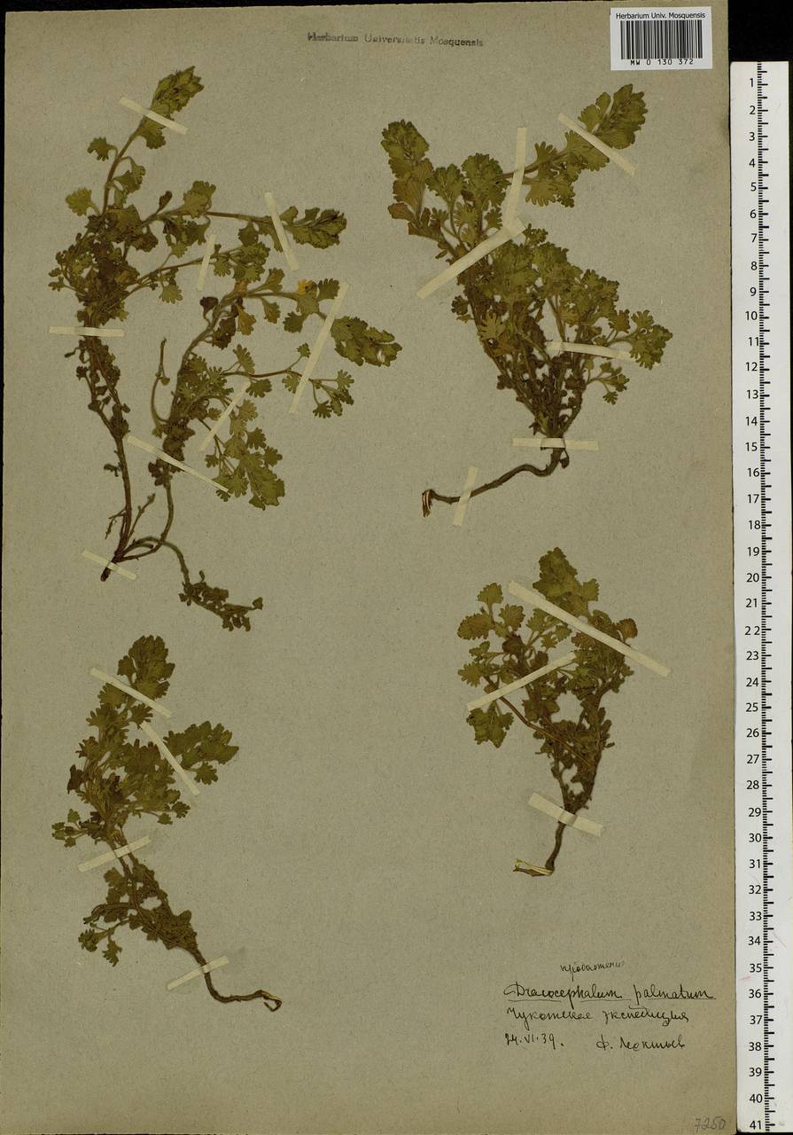 Dracocephalum palmatum Stephan ex Willd., Siberia, Chukotka & Kamchatka (S7) (Russia)