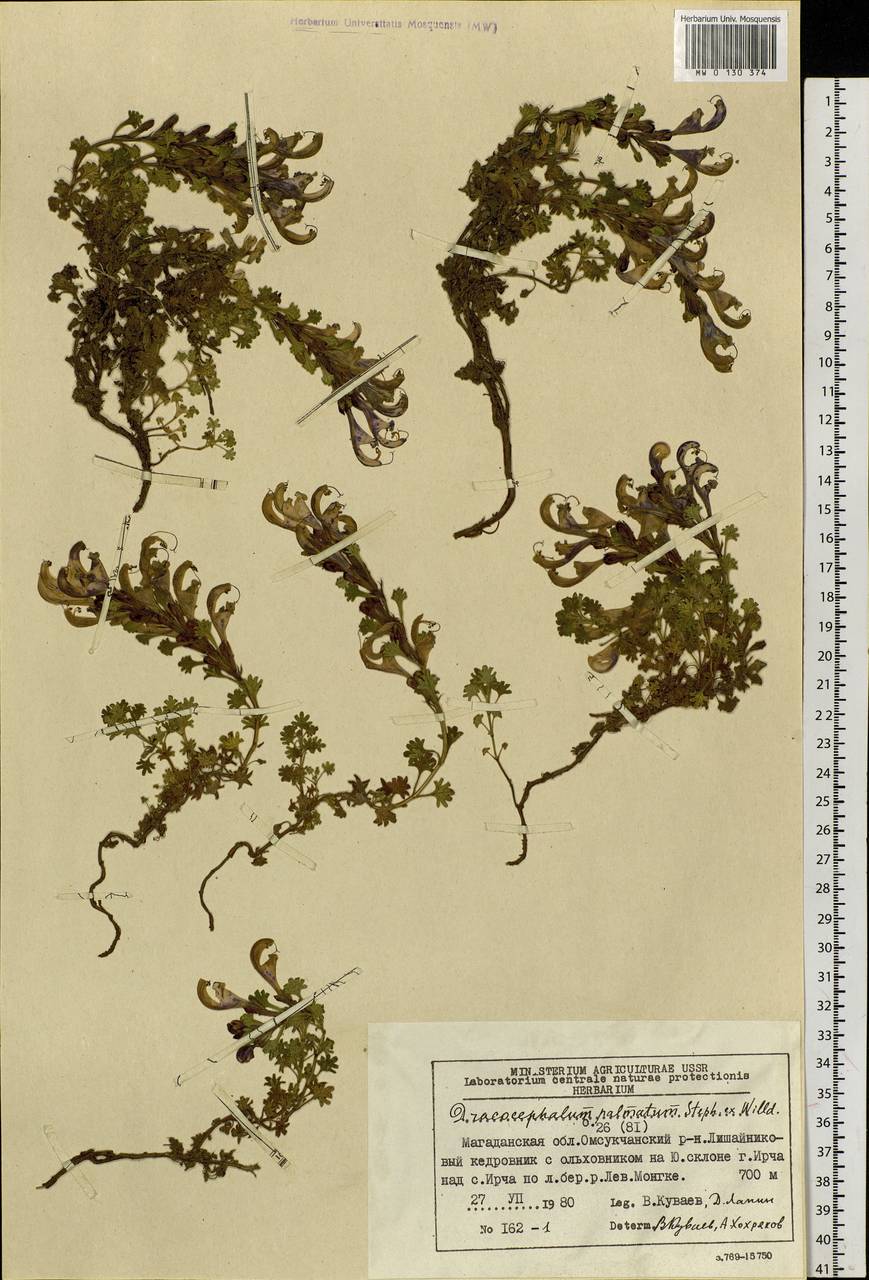 Dracocephalum palmatum Steph. ex Willd., Siberia, Chukotka & Kamchatka (S7) (Russia)