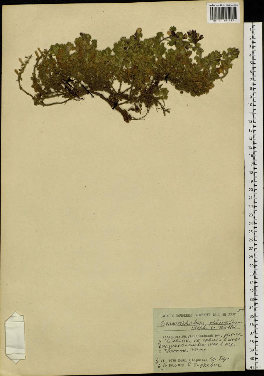 Dracocephalum palmatum Steph. ex Willd., Siberia, Russian Far East (S6) (Russia)