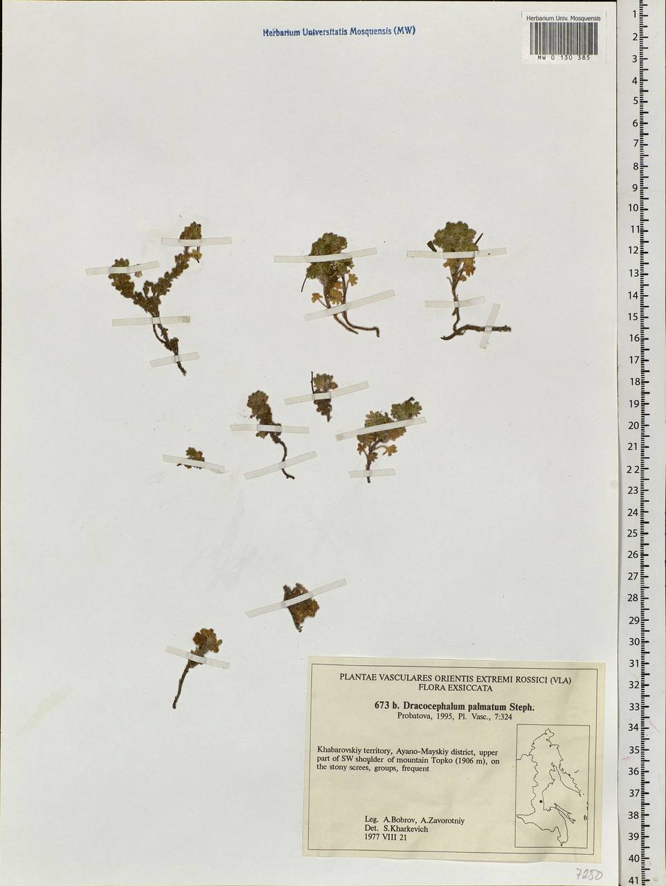 Dracocephalum palmatum Steph. ex Willd., Siberia, Russian Far East (S6) (Russia)