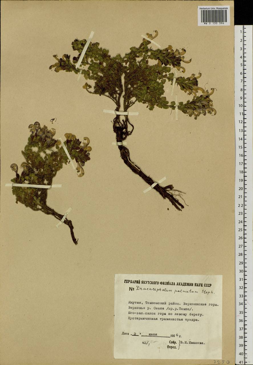 Dracocephalum palmatum Steph. ex Willd., Siberia, Yakutia (S5) (Russia)