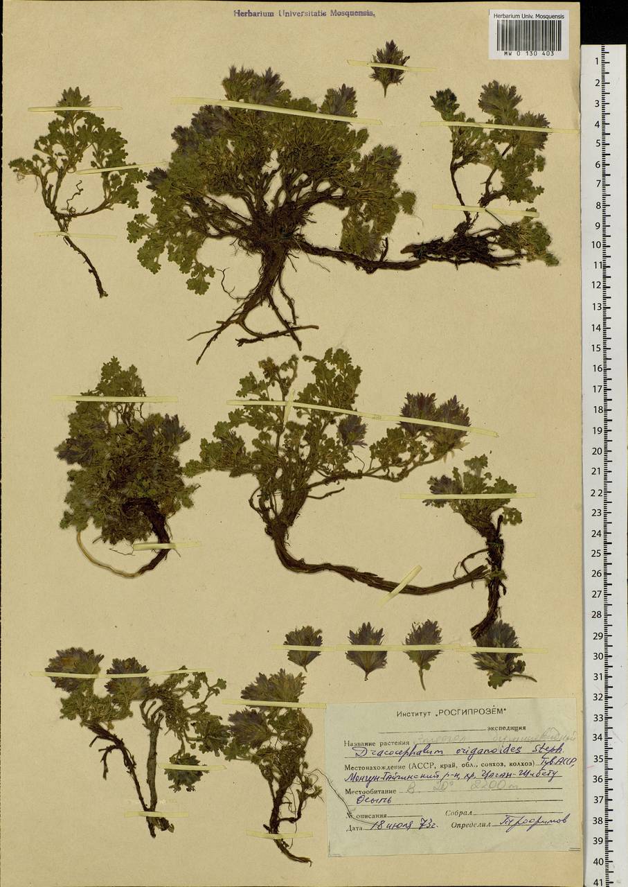 Dracocephalum origanoides Stephan ex Willd., Siberia, Altai & Sayany Mountains (S2) (Russia)