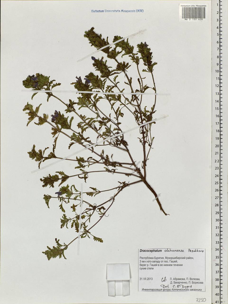 Dracocephalum olchonense Peschkova, Siberia, Baikal & Transbaikal region (S4) (Russia)