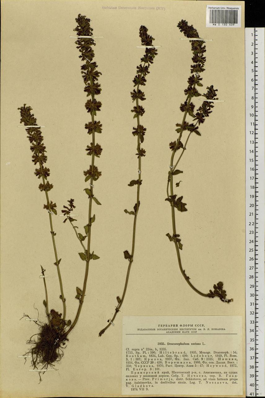 Dracocephalum nutans L., Siberia, Russian Far East (S6) (Russia)