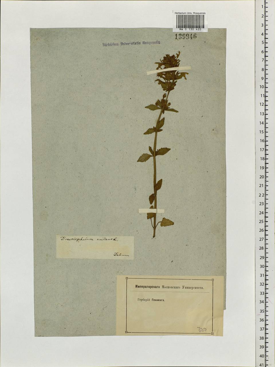 Dracocephalum nutans L., Siberia, Baikal & Transbaikal region (S4) (Russia)