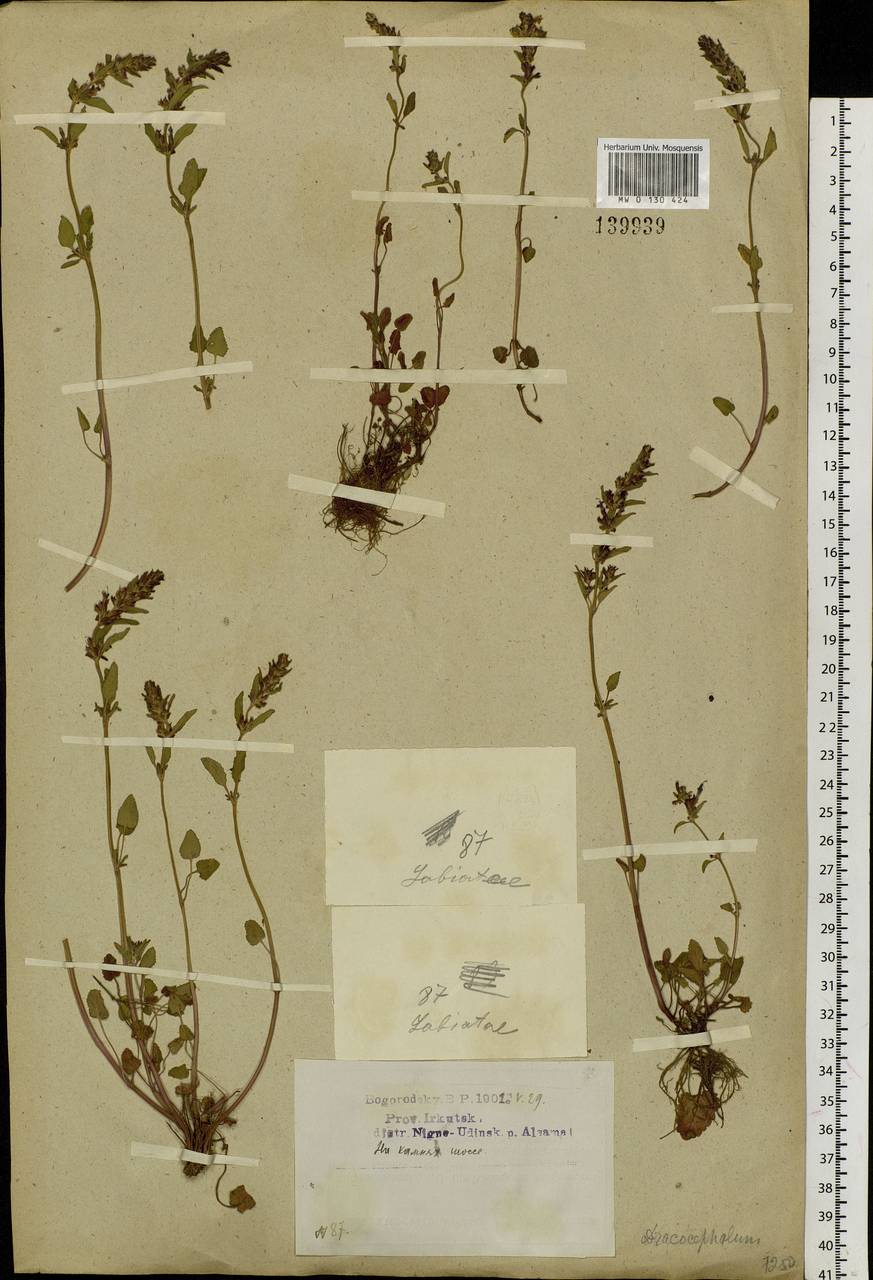 Dracocephalum nutans L., Siberia, Baikal & Transbaikal region (S4) (Russia)