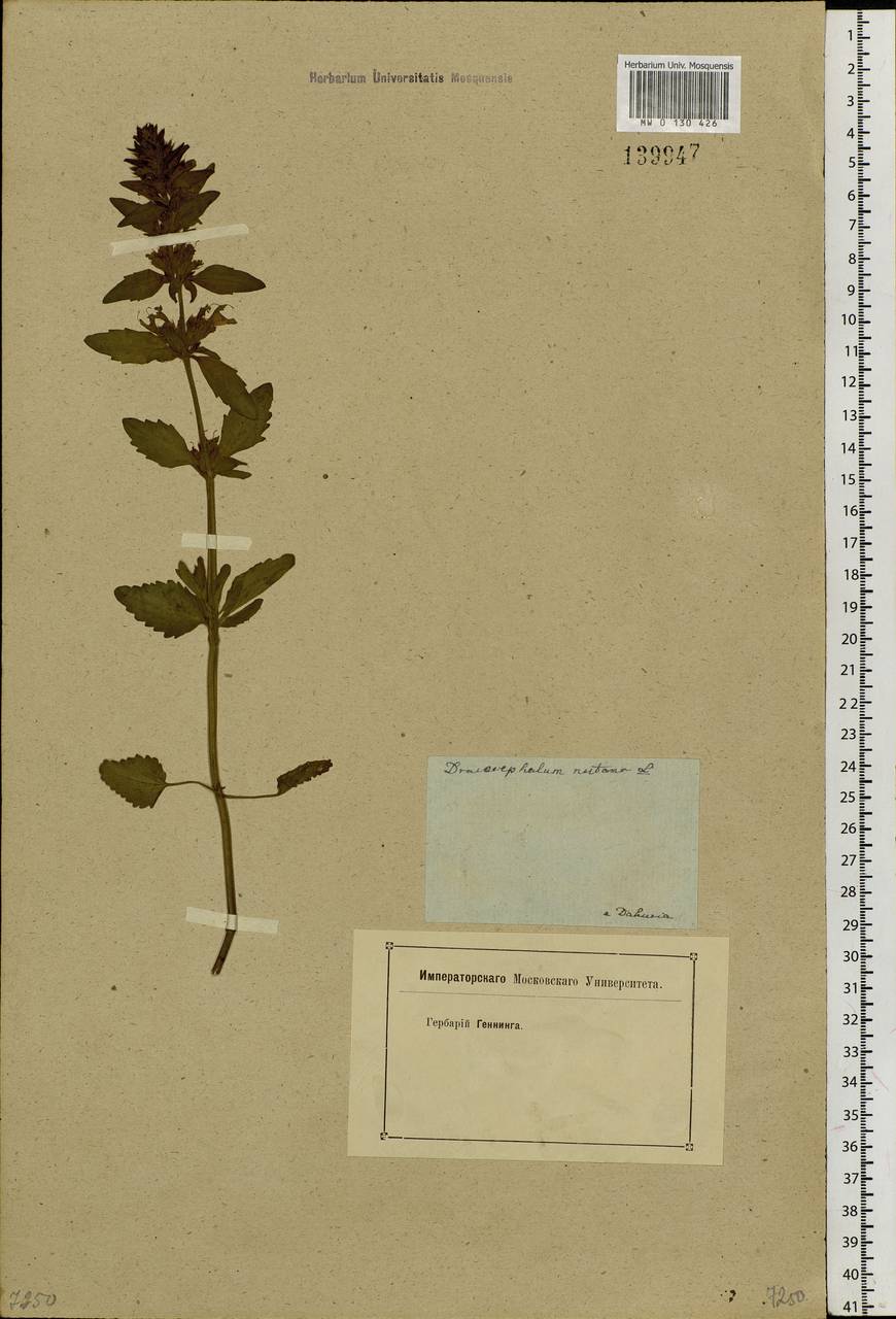 Dracocephalum nutans L., Siberia, Baikal & Transbaikal region (S4) (Russia)