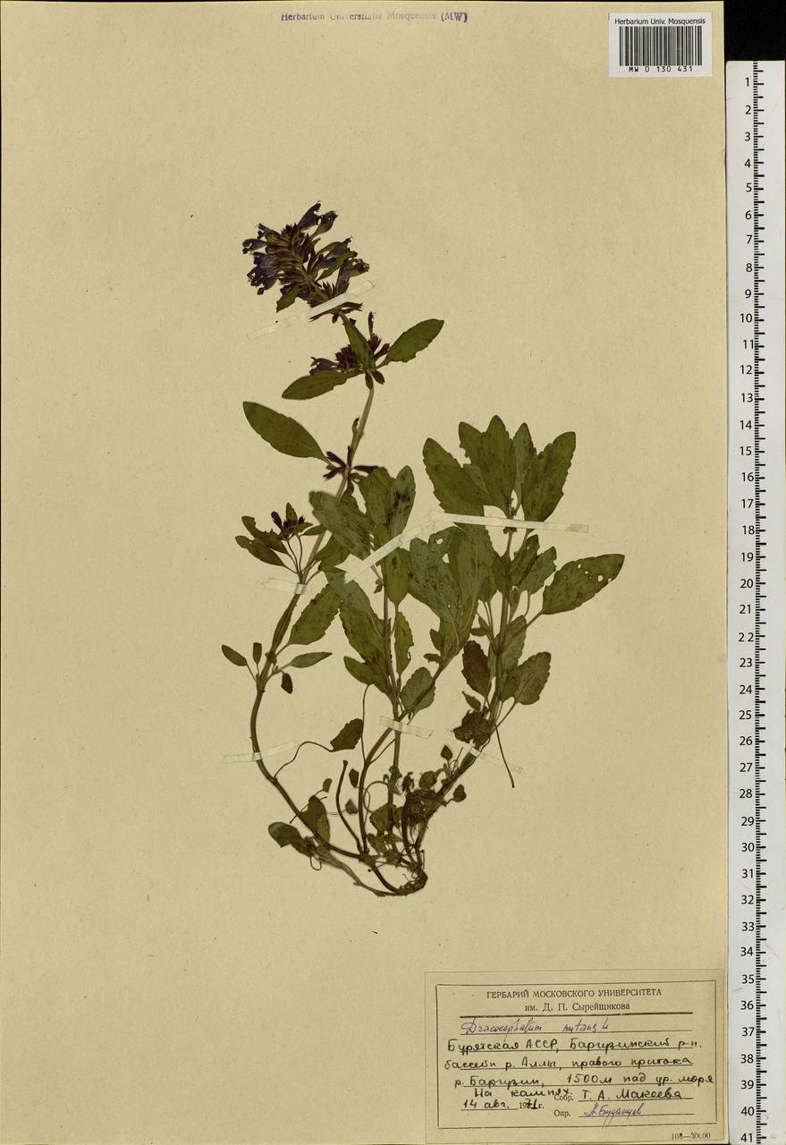 Dracocephalum nutans L., Siberia, Baikal & Transbaikal region (S4) (Russia)