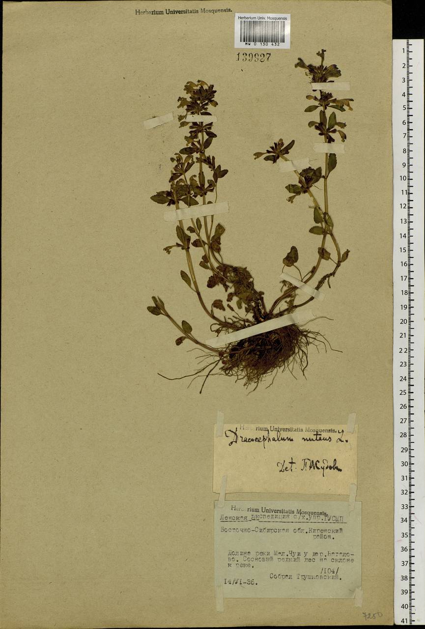 Dracocephalum nutans L., Siberia, Baikal & Transbaikal region (S4) (Russia)