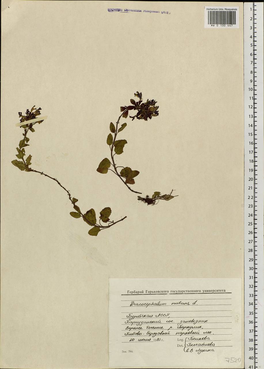 Dracocephalum nutans L., Siberia, Baikal & Transbaikal region (S4) (Russia)