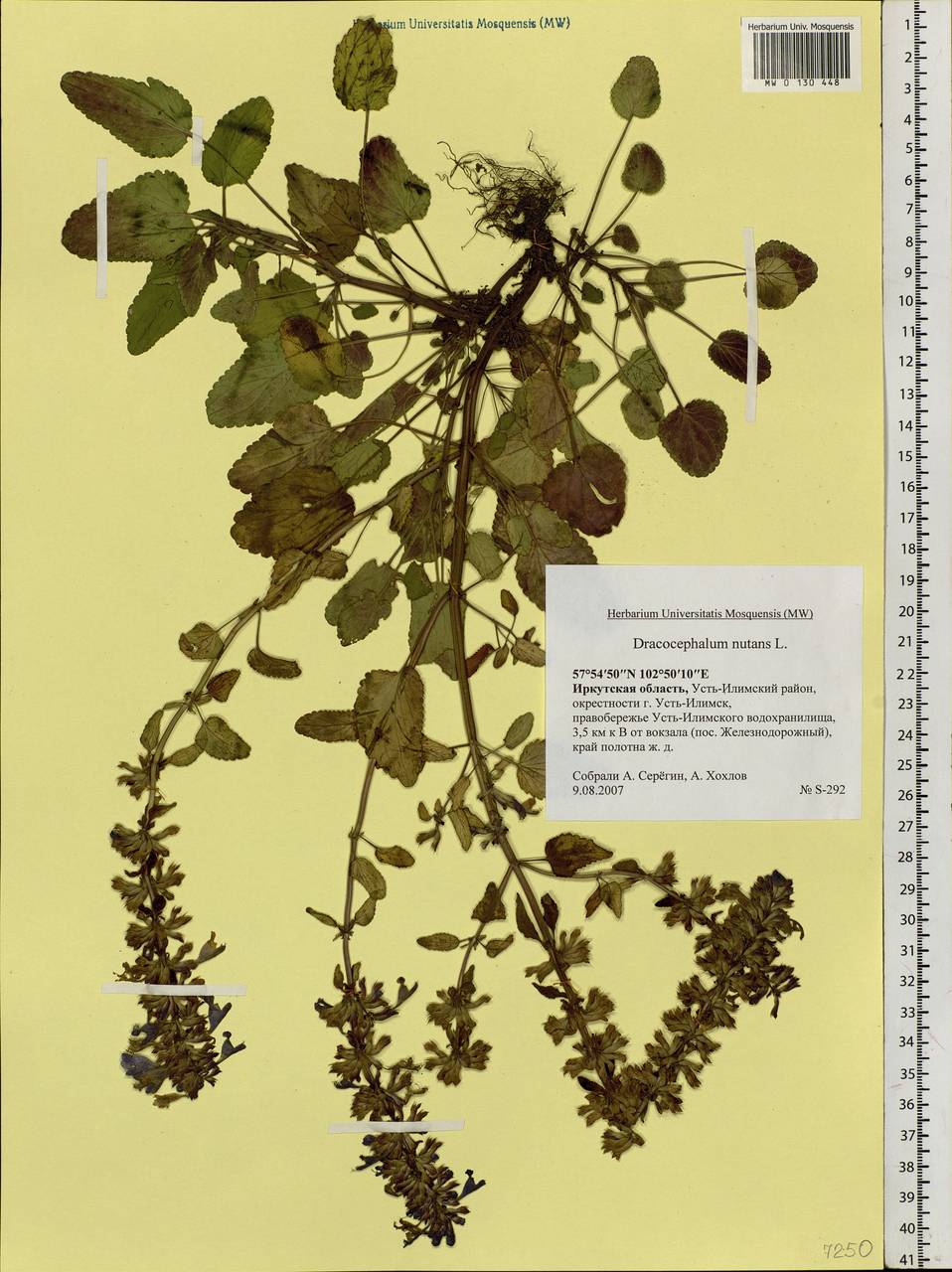 Dracocephalum nutans L., Siberia, Baikal & Transbaikal region (S4) (Russia)