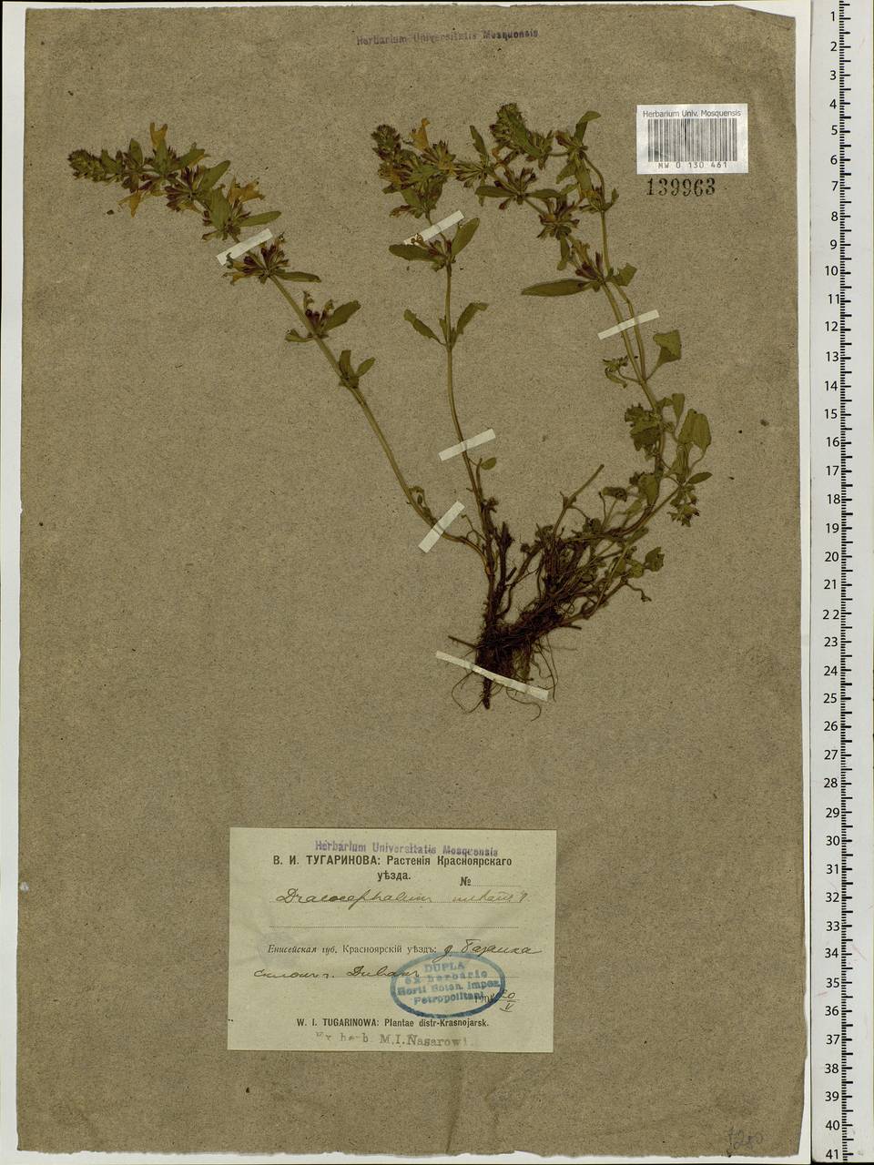 Dracocephalum nutans L., Siberia, Central Siberia (S3) (Russia)