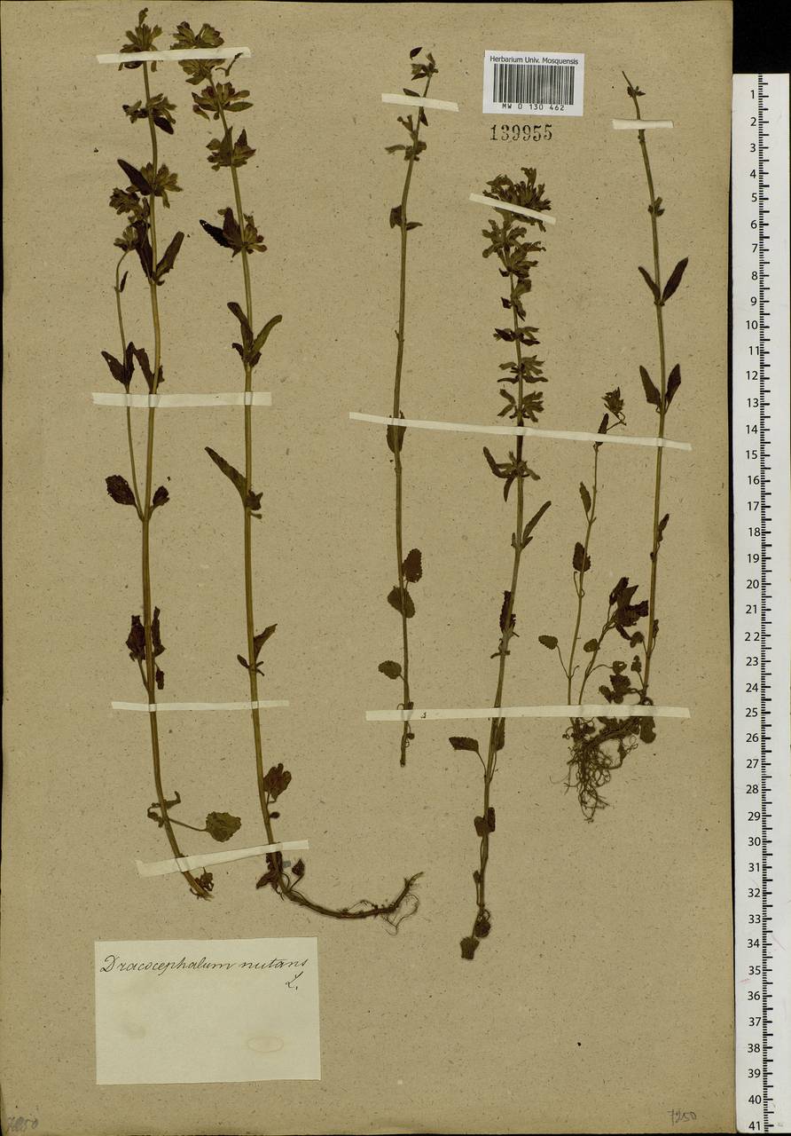 Dracocephalum nutans L., Siberia, Central Siberia (S3) (Russia)